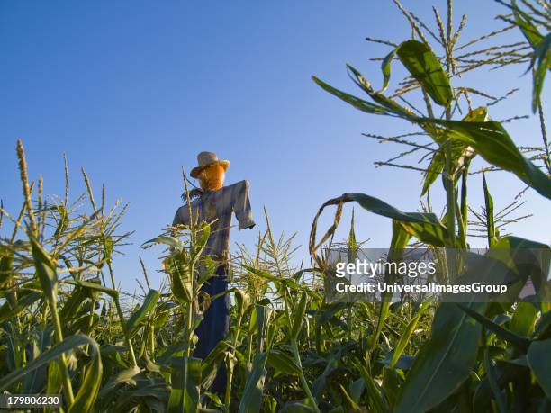 Halloween scarecrow in a corn field at Summerset Farm, Santa Ynez Valley, California.