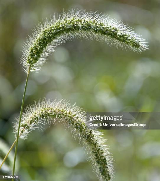 Foxtail Grass Spikelets.