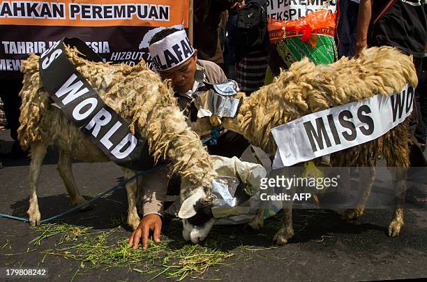 Indonesian Muslims dressed two goats to symbolize Miss World beauty pageant during a rally in Yogyakarta on September 7, 2013. The past week has seen...