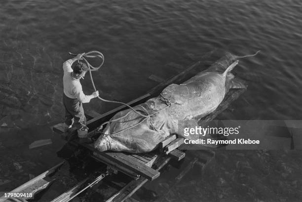 Freshly caught basking shark is transported to dry land in waters off the Western Hebrides, Scotland. Ex-Scots Guard Major Gavin Maxwell purchased...