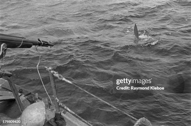 Fisherman aims a harpoon gun at a basking shark in waters off the Western Hebrides, Scotland. Ex-Scots Guard Major Gavin Maxwell purchased the small...
