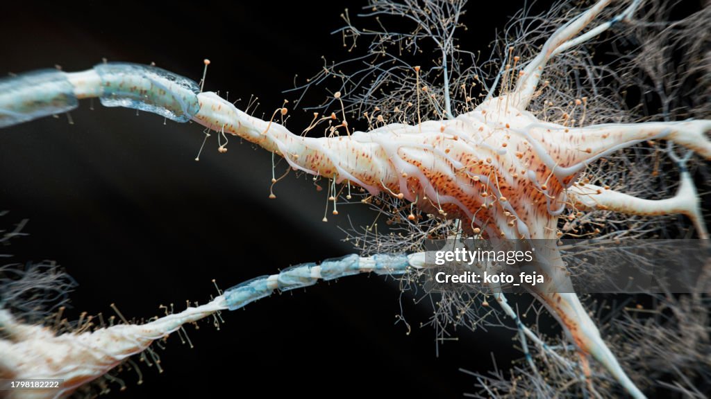 Entlassen werden Neurons