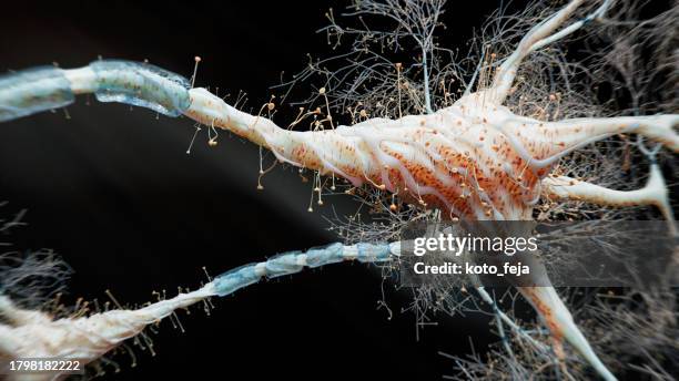 licenciement neurons - neurone photos et images de collection