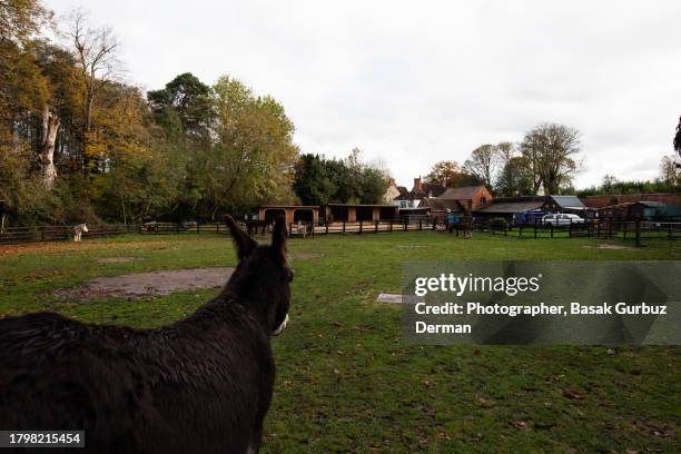rear view of a brown donkey - animal back stock pictures, royalty-free photos & images