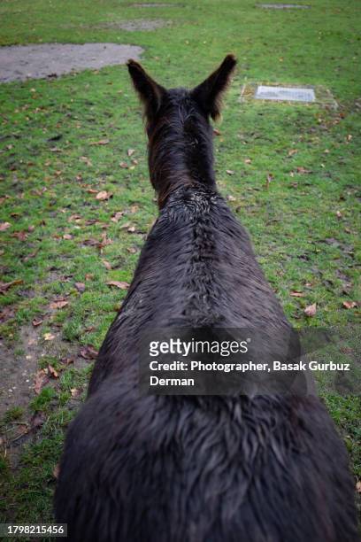 rear view of a brown donkey - animal back stock pictures, royalty-free photos & images