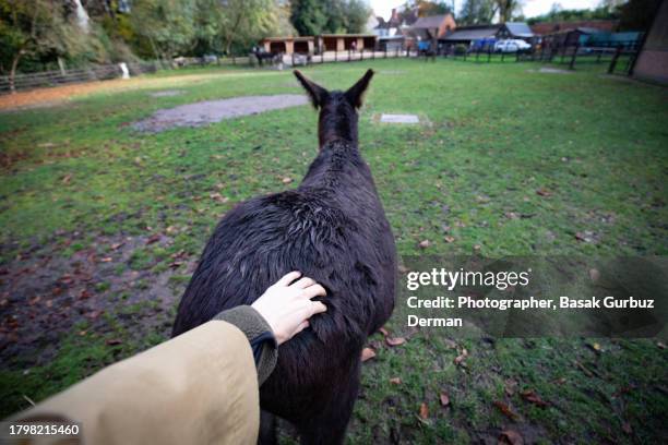 donkey enjoying a good back scratch, rear view of a brown donkey - animal back stock pictures, royalty-free photos & images