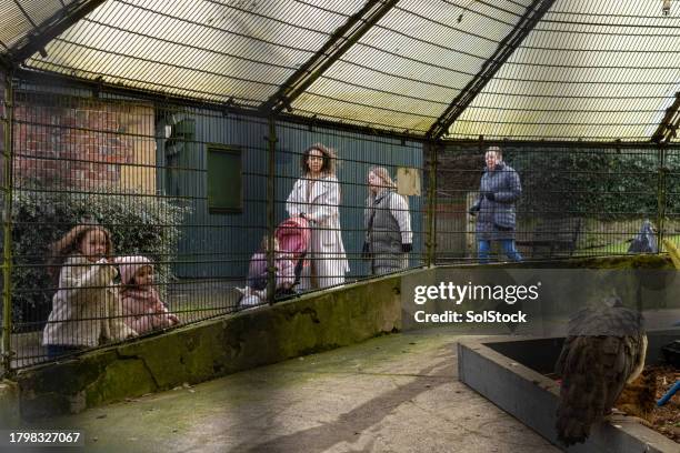 exploring a small zoo with family - enclosure stock pictures, royalty-free photos & images