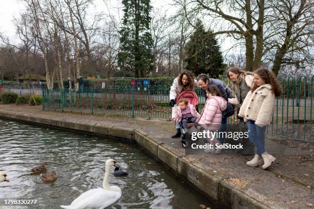 a family's heartwarming connection - swan stock pictures, royalty-free photos & images