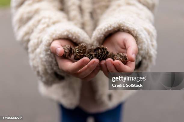 collecting fir cones - pine cone stock pictures, royalty-free photos & images