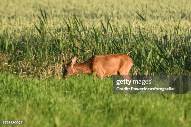 a deer - powerfocusfotografie stock pictures, royalty-free photos & images