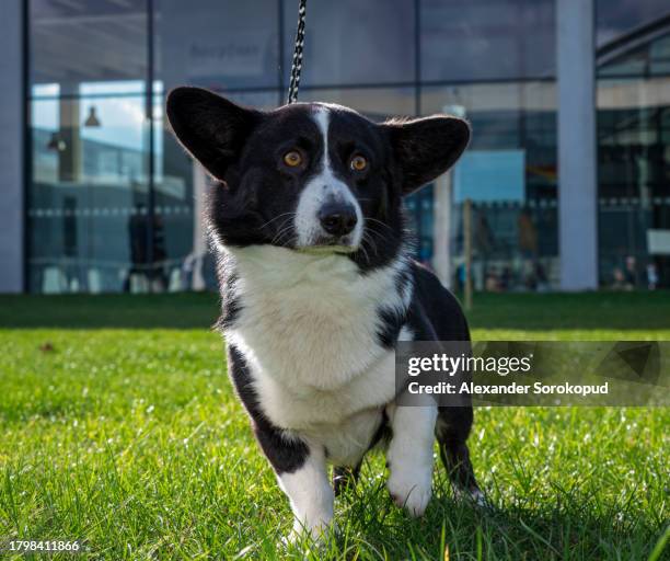 cardigan welsh corgi at an exhibition. posing for a photograph. beautiful and kind dogs. - welsh-cardigan-corgi stockfoto's en -beelden