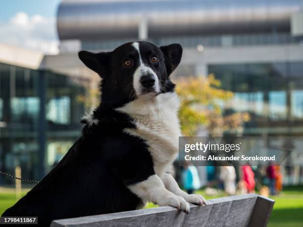 cardigan welsh corgi at an exhibition. posing for a photograph. beautiful and kind dogs. - welsh-cardigan-corgi stockfoto's en -beelden