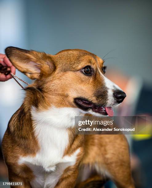 cardigan welsh corgi at an exhibition. posing for a photograph. beautiful and kind dogs. - cardigan welsh corgi stock pictures, royalty-free photos & images