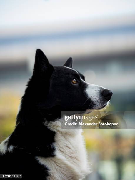 cardigan welsh corgi at an exhibition. posing for a photograph. beautiful and kind dogs. - welsh-cardigan-corgi stockfoto's en -beelden