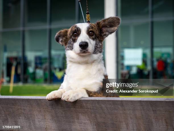 cardigan welsh corgi at an exhibition. posing for a photograph. beautiful and kind dogs. - welsh-cardigan-corgi stockfoto's en -beelden