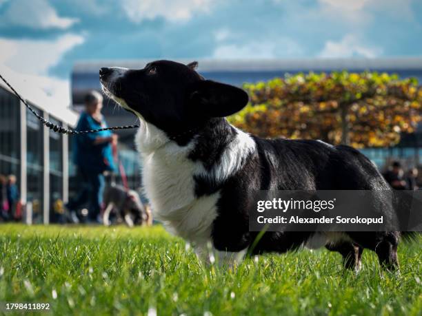 cardigan welsh corgi at an exhibition. posing for a photograph. beautiful and kind dogs. - welsh-cardigan-corgi stockfoto's en -beelden