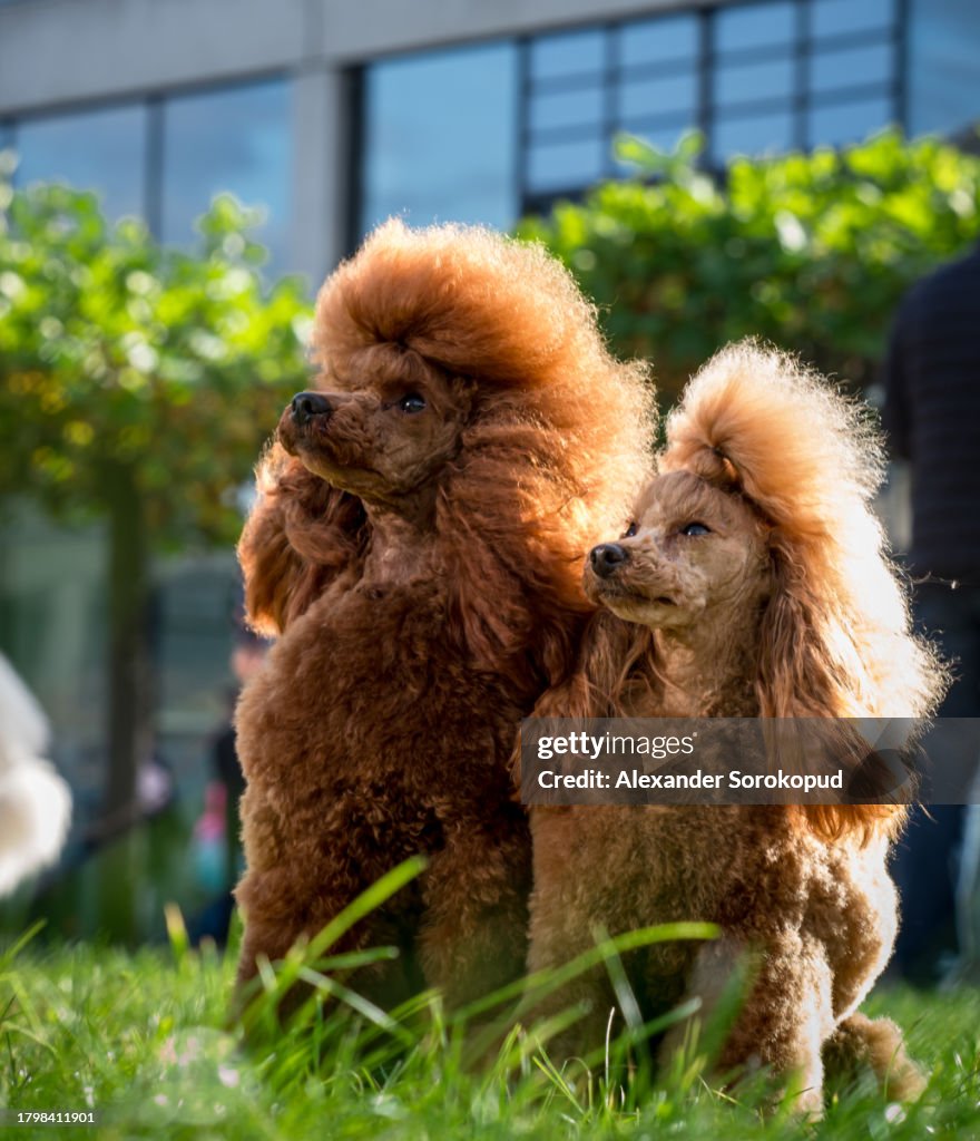 Beautiful cute brown toy poodle posing in the sun.