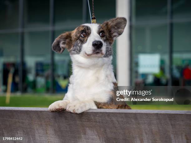 cardigan welsh corgi at an exhibition. posing for a photograph. beautiful and kind dogs. - welsh-cardigan-corgi stockfoto's en -beelden