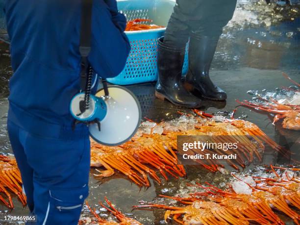 the red snow crab auction - chionoecetes opilio stock pictures, royalty-free photos & images