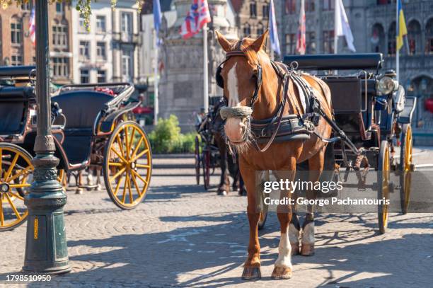 horse drawn carriage in bruges, belgium - paard en wagen stockfoto's en -beelden