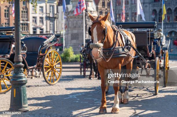 horse drawn carriage in bruges, belgium - horsedrawn stockfoto's en -beelden