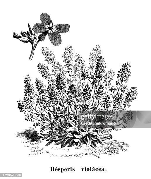 old engraved illustration of botany, hesperis (hesperis limprichtii or hesperis violacea), a genus of flowering plants in the family brassicaceae - style du xixème siècle photos et images de collection