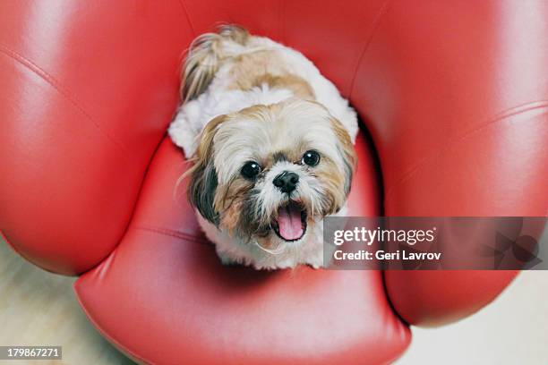 shih tzu dog with mouth open on a red chair - shih tzu stock pictures, royalty-free photos & images