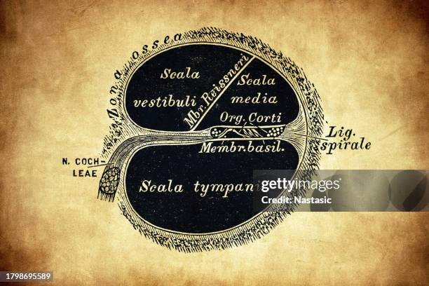 Cochlea Diagram Photos and Premium High Res Pictures - Getty Images