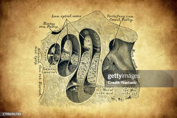 Real Inner Ear Cochlea Diagram Photos and Premium High Res Pictures - Getty Images