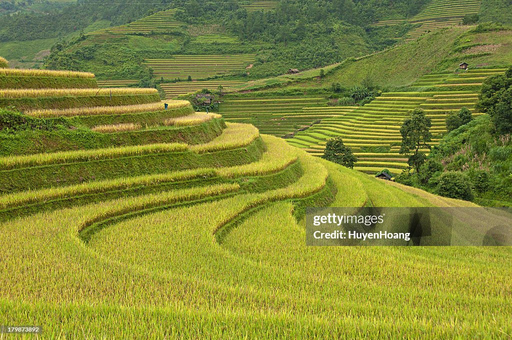 Terraced rice fields