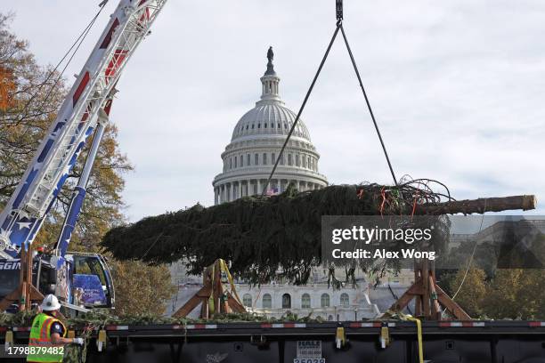 Crane lifts the 2023 U.S. Capitol Christmas Tree to the West Front of the U.S. Capitol after it arrives on November 17, 2023 in Washington, DC. This...