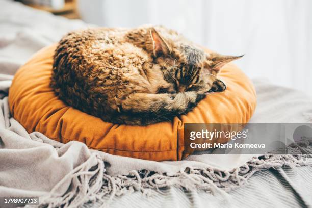 devon rex cat sleeps at home. - cat circle stock pictures, royalty-free photos & images