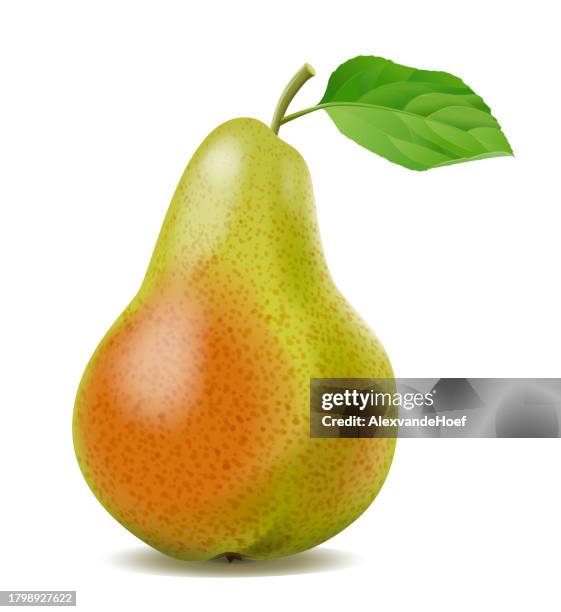 realistic pear - pear stock illustrations