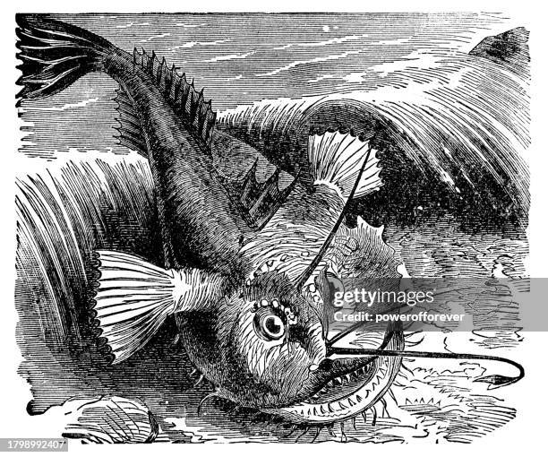 angler monkfish (lophius piscatorius) - 19th century - angler fish stock illustrations