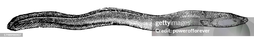 European Eel (Anguilla Anguilla) - 19th Century