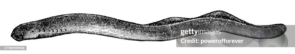 Sea Lamprey Fish (Petromyzon Marinus) - 19th Century