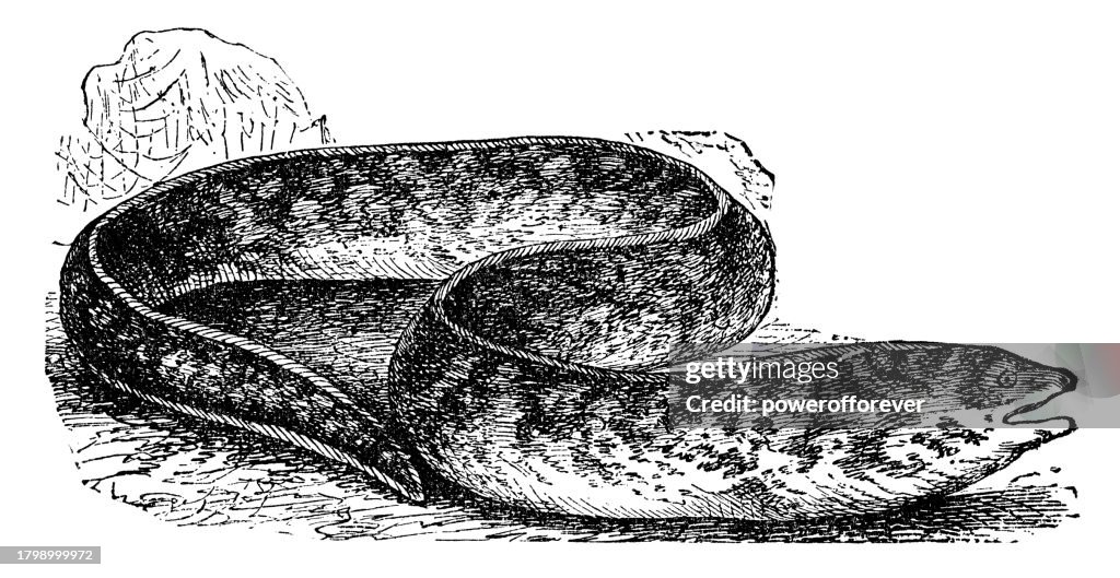 Mediterranean Moray Eel (Muraena Helena) - 19th Century