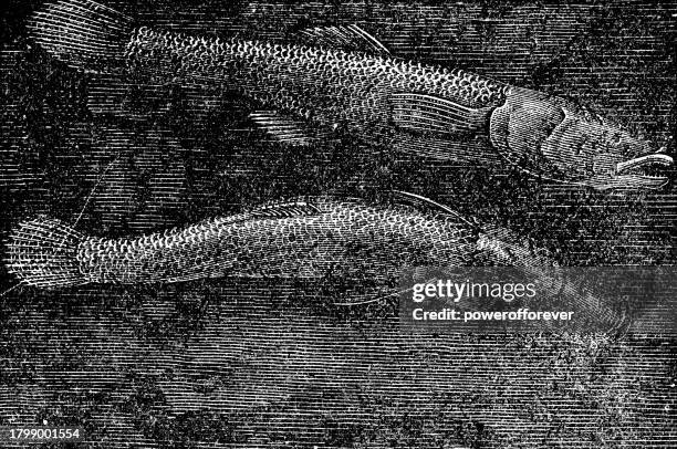 Spring Cavefish Amblyopsidae Photos and Premium High Res Pictures - Getty Images