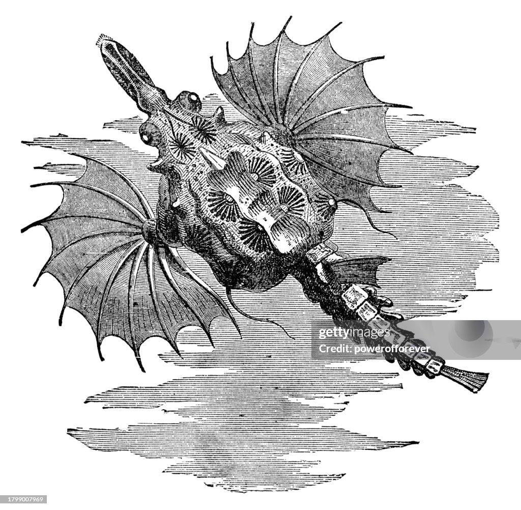 Little Dragonfish (Eurypegasus Draconis) - 19th Century