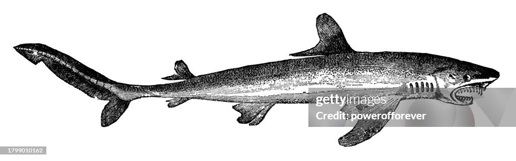 Great Blue Shark (Prionace Glauca) - 19th Century