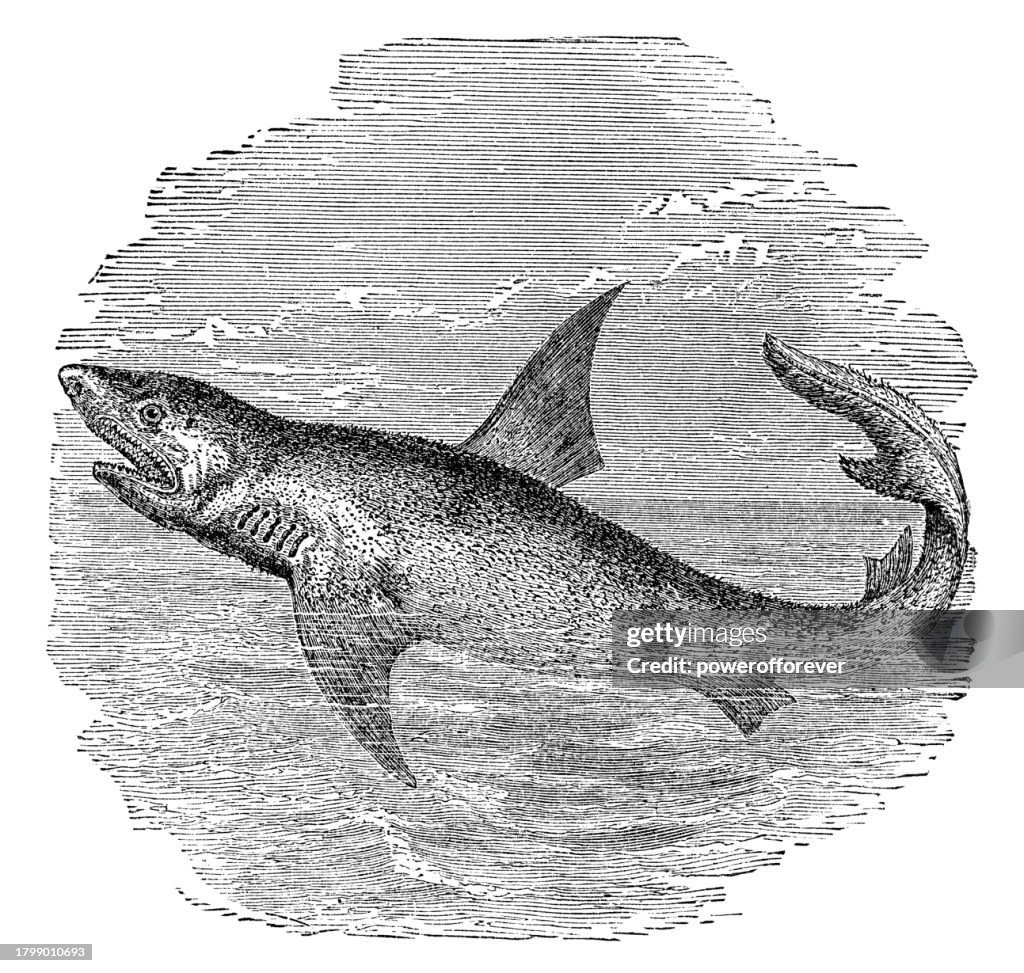 Basking Shark (Cetorhinus Maximus) - 19th Century