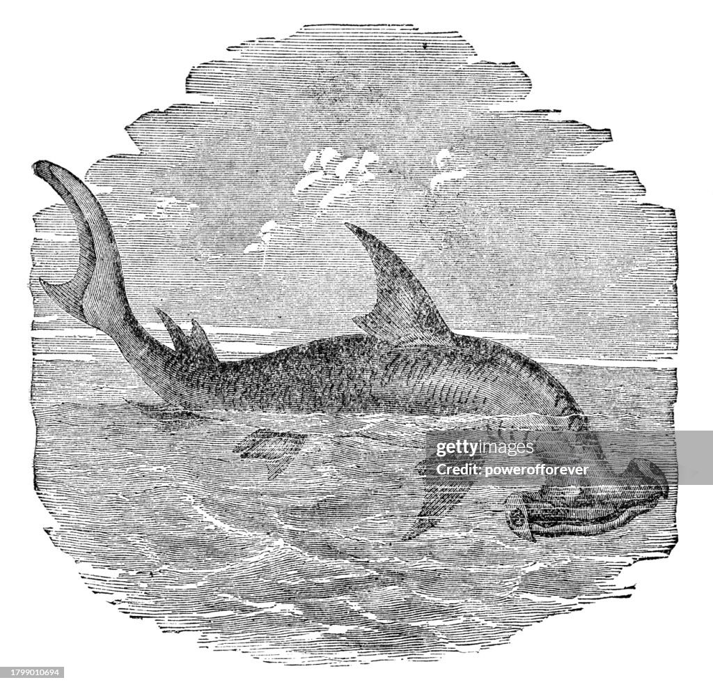 Smooth Hammerhead Shark (Sphyrna Zygaena) - 19th Century