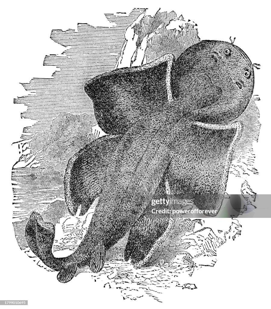 Pacific Angelshark (Squatina Californica) - 19th Century