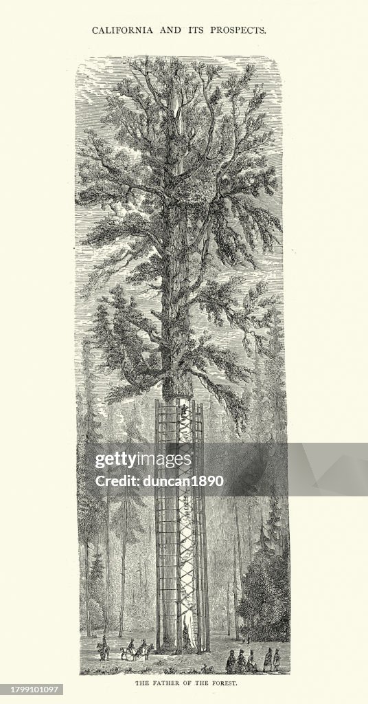 The Father of the Forest, Giant Redwood Tree, USA, History 19th Century