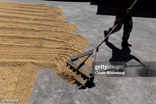 Worker rakes paddy rice outside a rice mill in Kalasin province, Thailand, on Monday, Nov. 20, 2023. Limited supply from Vietnam has led to buyers...