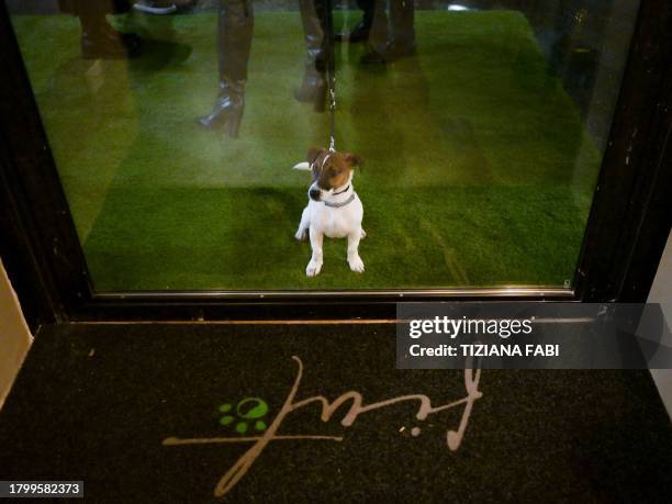 Mango, a 5-year-old Jack Russell dog, waits to enter the Fiuto restaurant in Rome on November 21, 2023. The Roman restaurant "Fiuto", in Ponte Milvio...