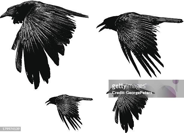 stockillustraties, clipart, cartoons en iconen met ravens - raven bird