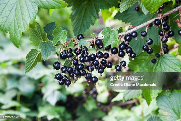 black currants growing in a scottish garden - black currant stockfoto's en -beelden