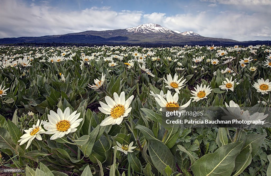 Wildflowers surrounding Mt. Sawtelle, Idaho