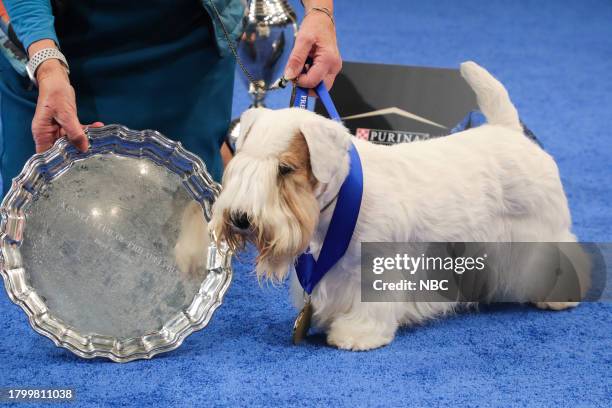Pictured: 2023 National Dog Show Best In Show Winner, Sealyham Terrier named "Stache" --